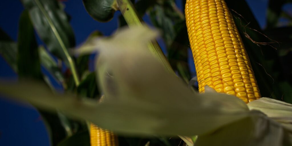 pesquisa-busca-tornar-plantacoes-de-milho-mais-resistentes-ao-calor