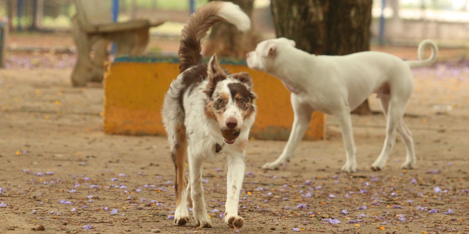 mais-de-300-pets-estarao-disponiveis-para-adocao-em-evento-em-sp