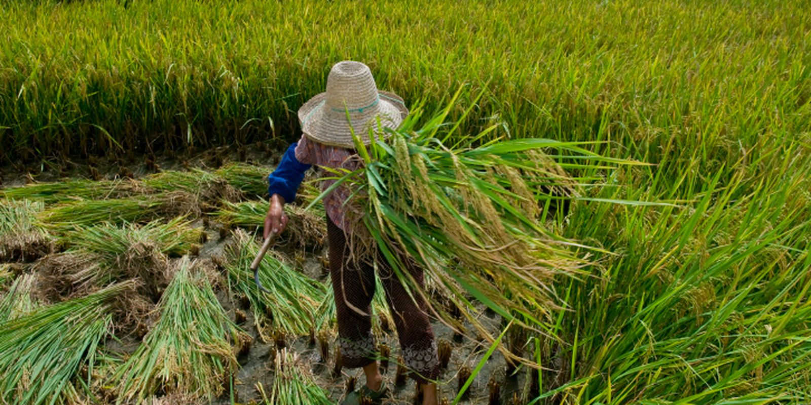 garantia-de-direitos-trabalhistas-no-campo-ainda-enfrenta-desafios