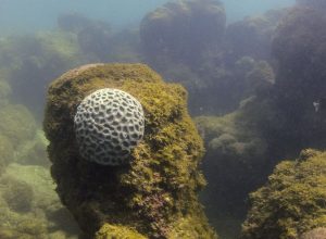 mpf-pede-criacao-de-plano-de-trafego-maritimo-em-maragogi-(al)